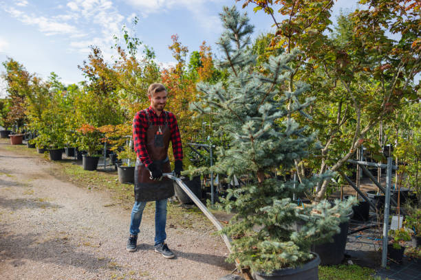 Trusted West Pensacola, FL Tree Removal and Landscaping Services Experts